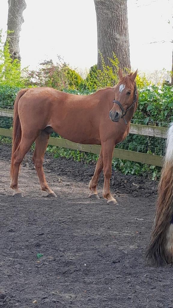 Arabier 154 m. 11 jaar braaf gereden. Ruin, Dieren en Toebehoren, M