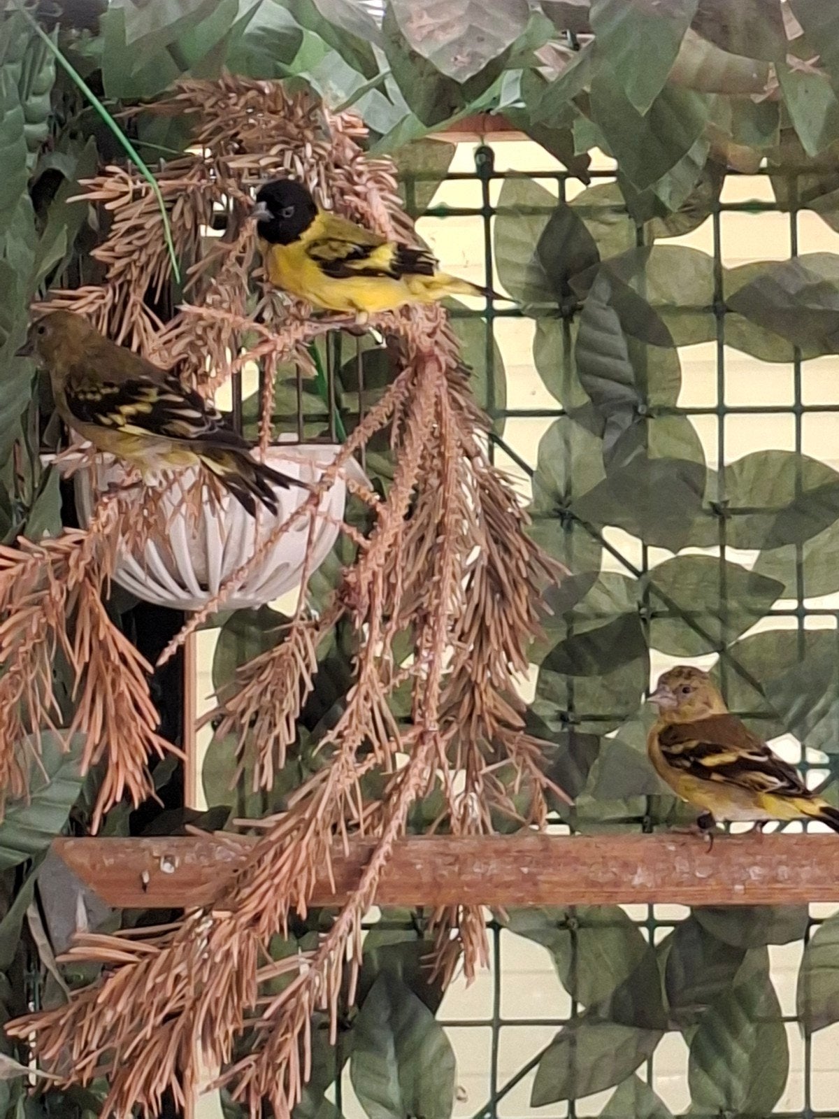 Zwartkopsijs, Animaux & Accessoires, Oiseaux | Oiseaux Autre