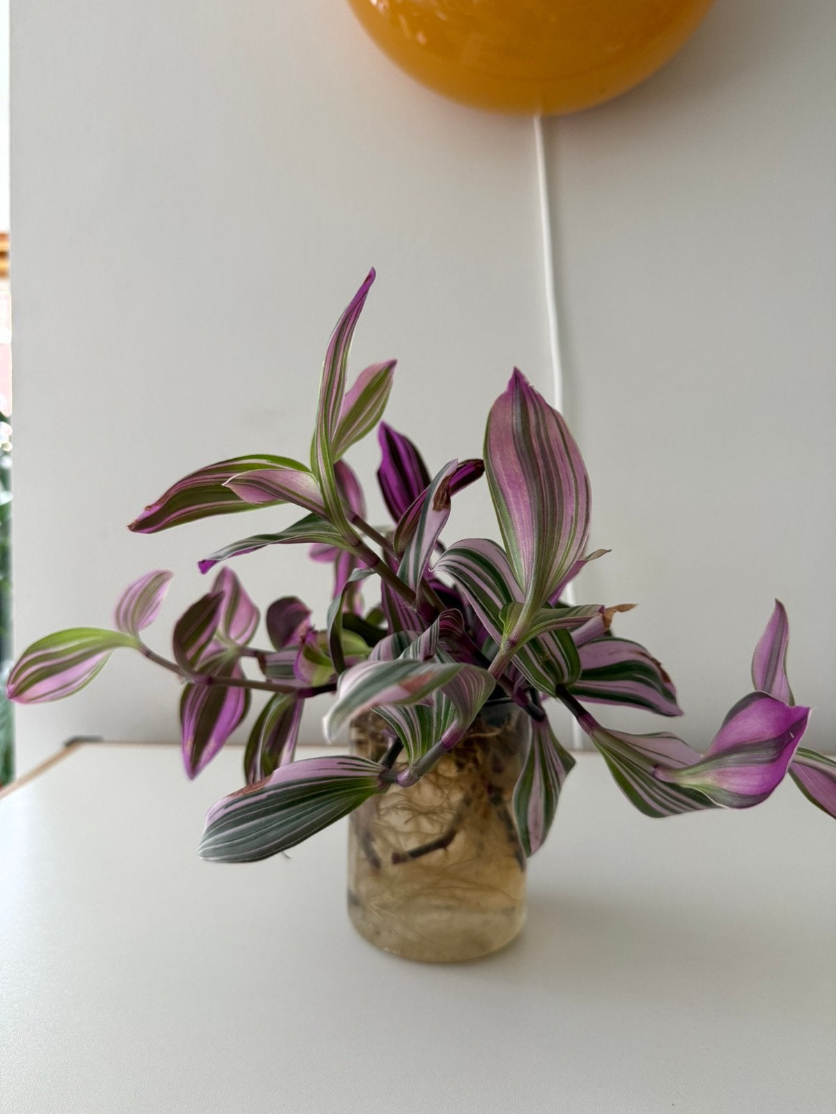 Kleurrijke tradescantia Nanouk “vaderplant” stekken, Huis en Inrichting, Kamerplanten, Ophalen, Overige soorten, Halfschaduw, Minder dan 100 cm