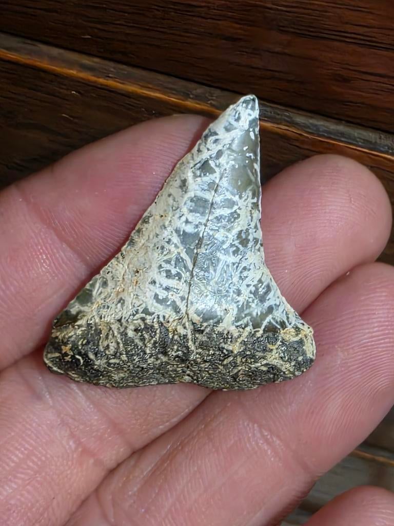 Magnifique éclair Isurus Hastalis de Lilo., Enlèvement ou Envoi, Fossile