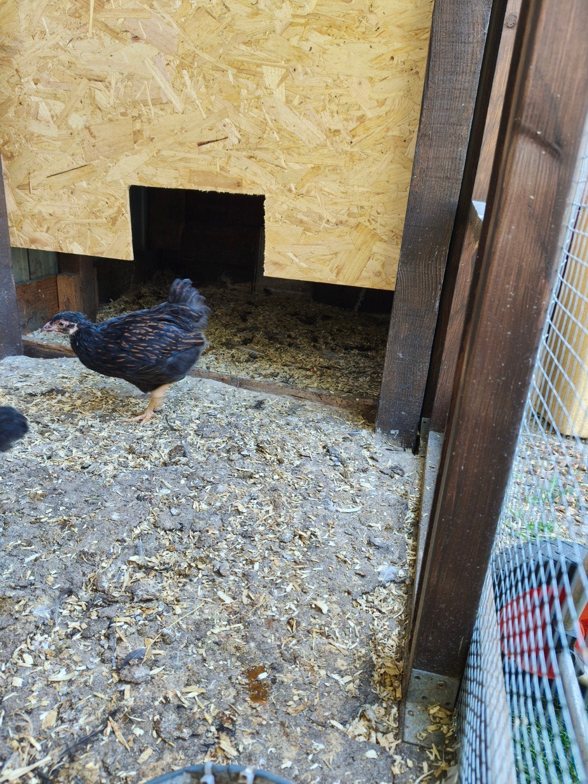 Barnevelder Bruin dubbel gezoomd, Dieren en Toebehoren