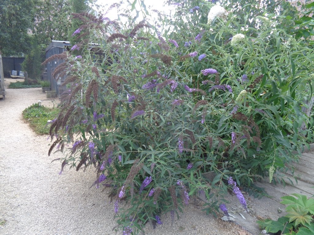 Bloemen en planten, Tuin en Terras, Ophalen, Vaste plant