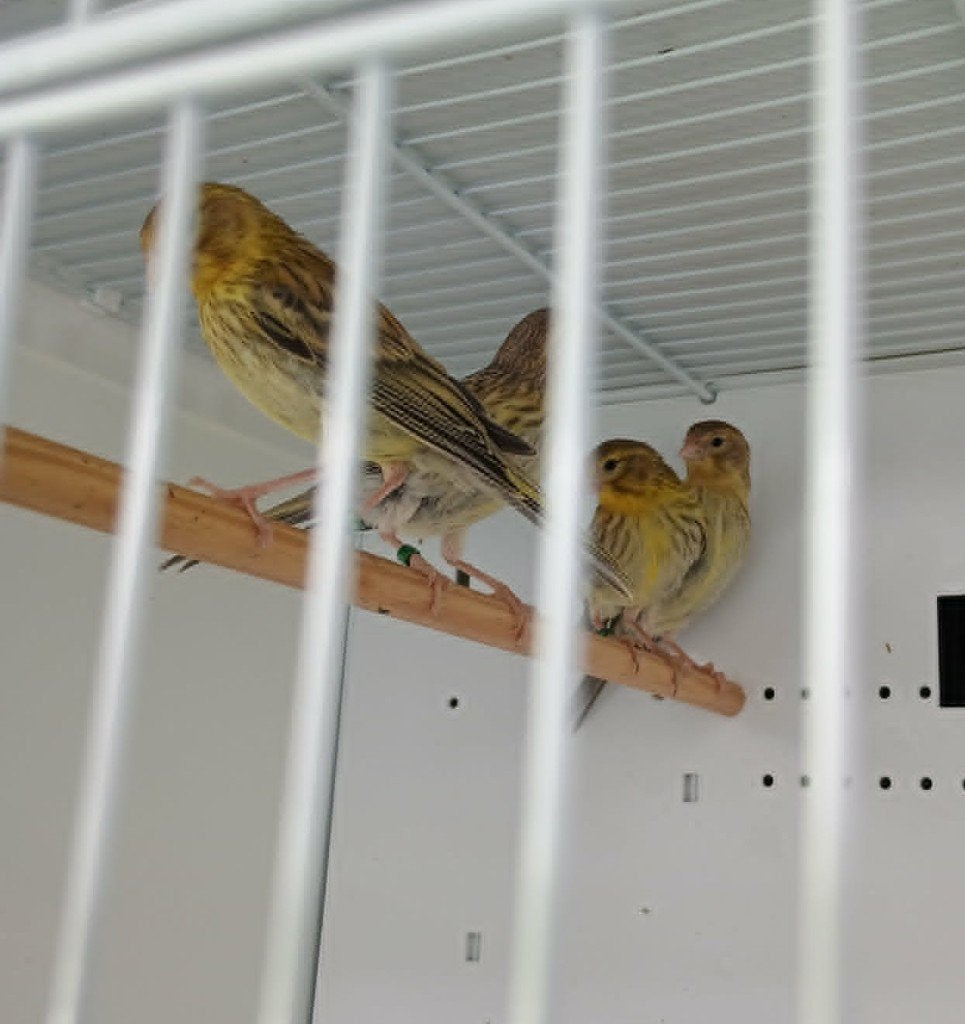 Kanarie vogels, Dieren en Toebehoren, Vogels | Kanaries, Kleurkanarie