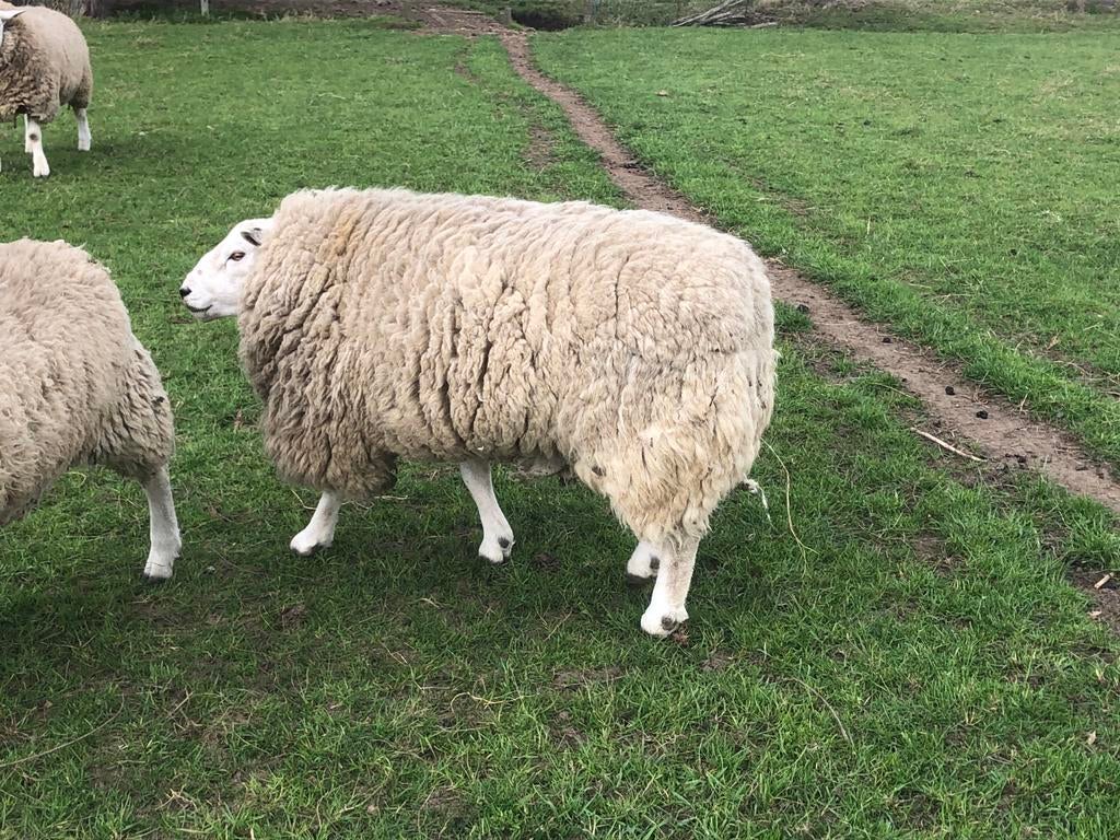 Franse texel ram, Dieren en Toebehoren, Schapen, Geiten en Varkens, Mannelijk, Schaap, 3 tot 5 jaar