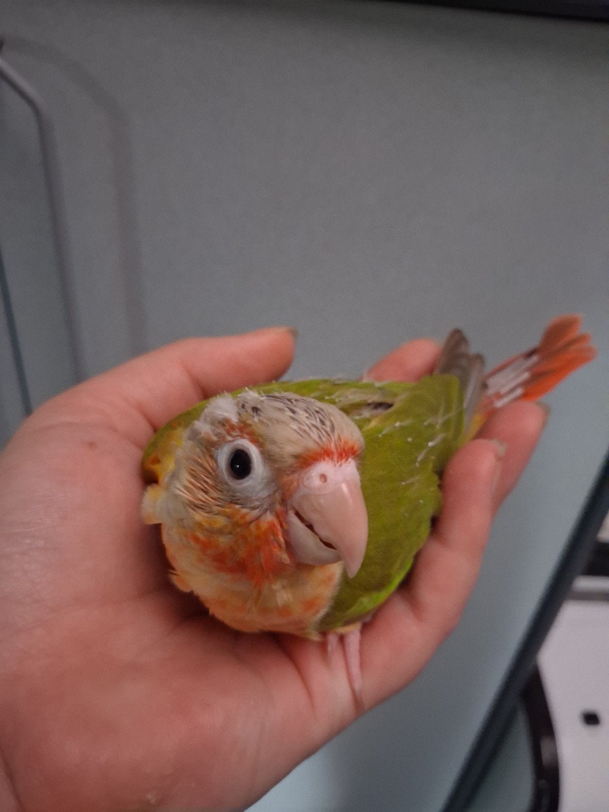 1 pyrhurra molinea, Sexe inconnu, Perruche, Bagué