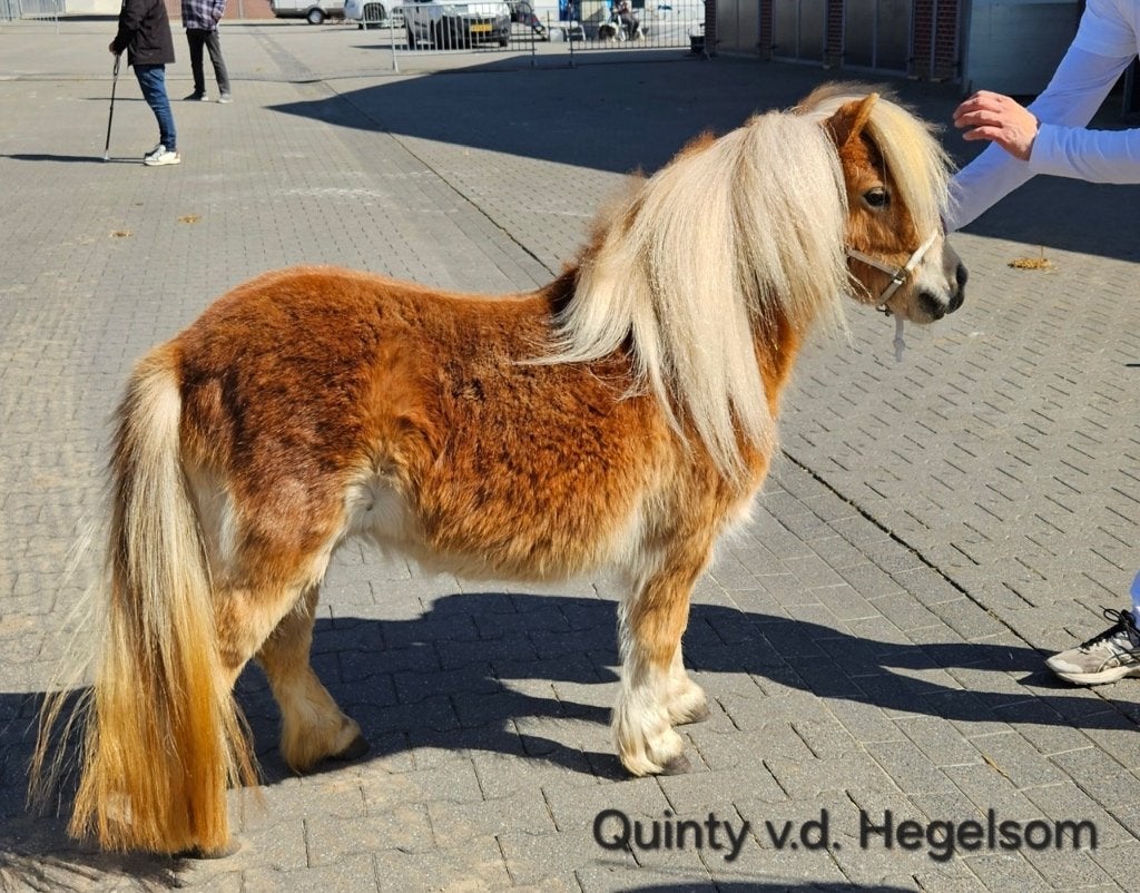 Shetlander NSPS merrie, Dieren en Toebehoren, Merrie, Met stamboom, A pony (tot 1.17m), 3 tot 6 jaar