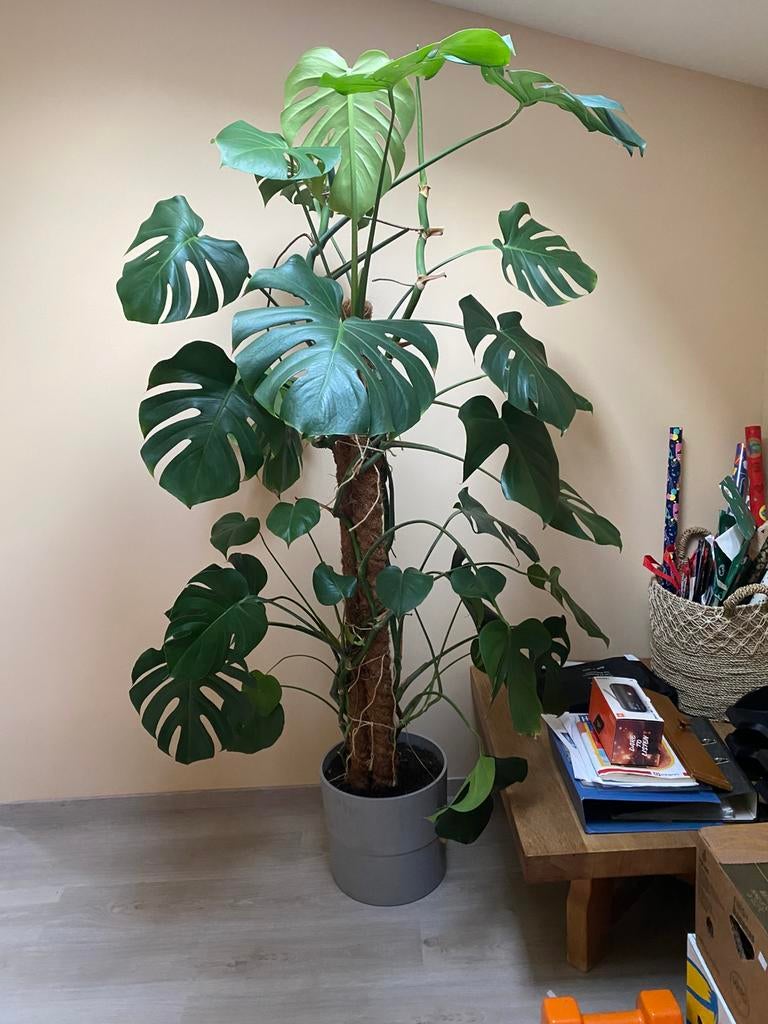 Grote Monstera plant, Ophalen