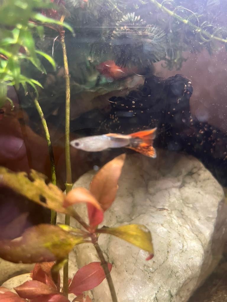 Gratis Guppytje van 8 maand oud, Poisson, Banc de poissons