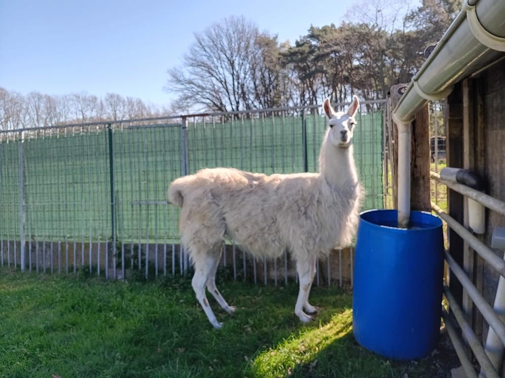 witte lama merrie, Dieren en Toebehoren, Augustus