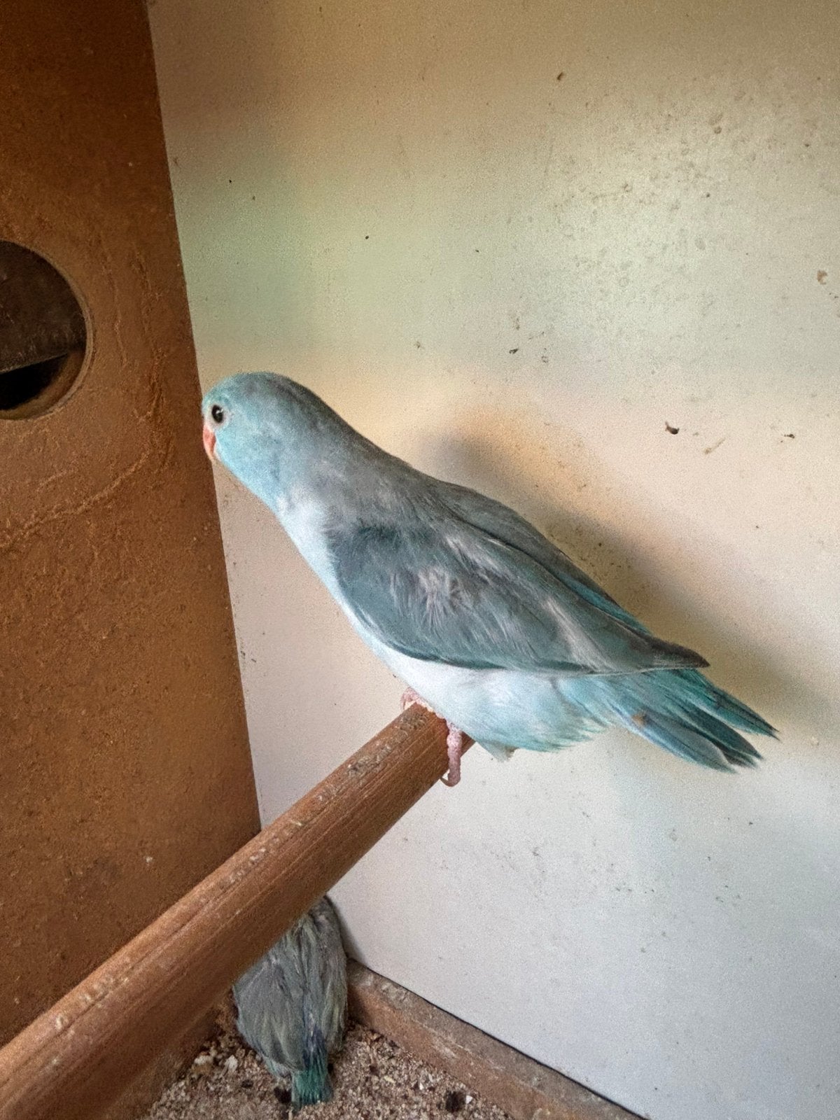 Forpussen / jongen