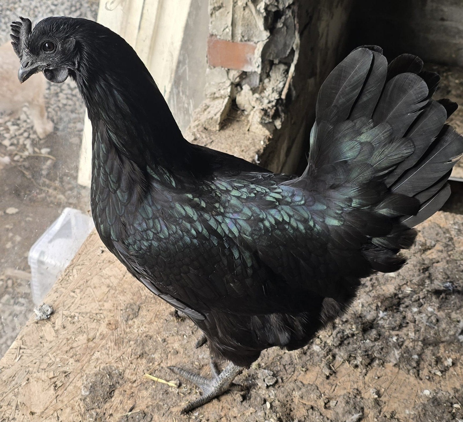 Ayam cemani kuikens, Dieren en Toebehoren, Pluimvee