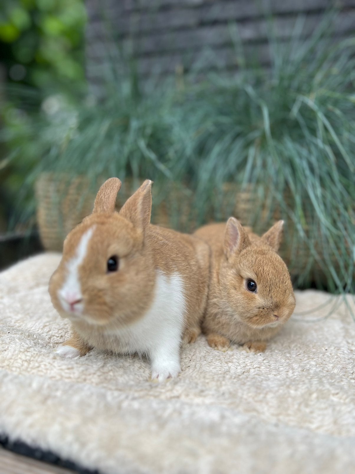 Raszuivere kleurdwerg konijntje, Dieren en Toebehoren