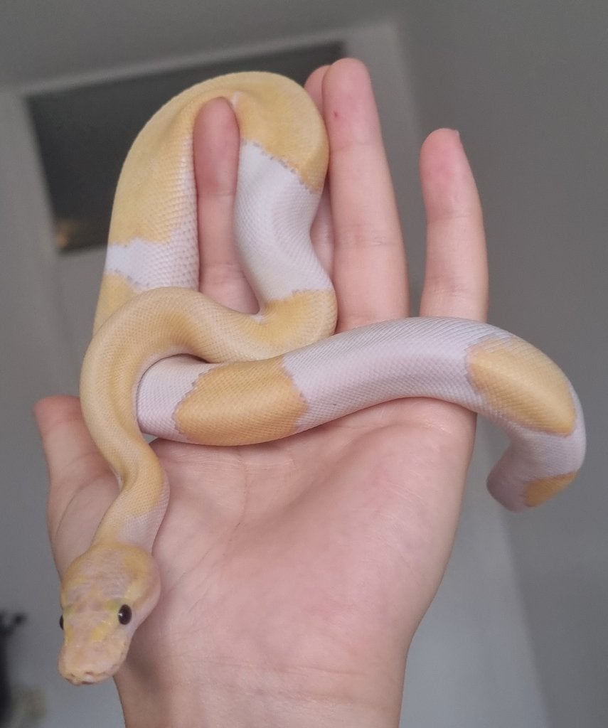1.0 banana enchi pinstripe mojave pastel piebald Ball Python - male for sale from Mex