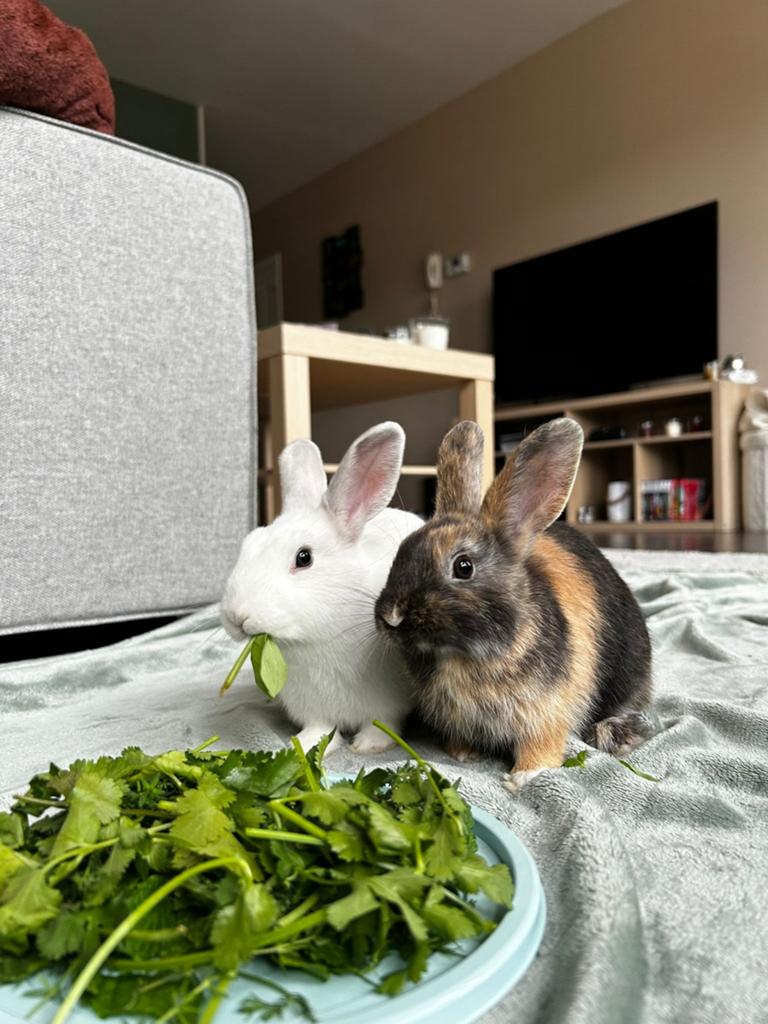 Dwerg konijntjes met toebehoren gratis, Dieren en Toebehoren, Konijnen, Vrouwelijk, Klein, 0 tot 2 jaar