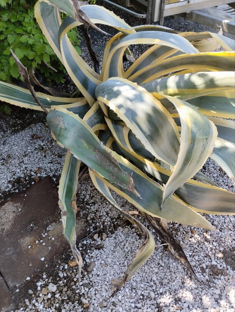 Agave, Tuin en Terras, Ophalen