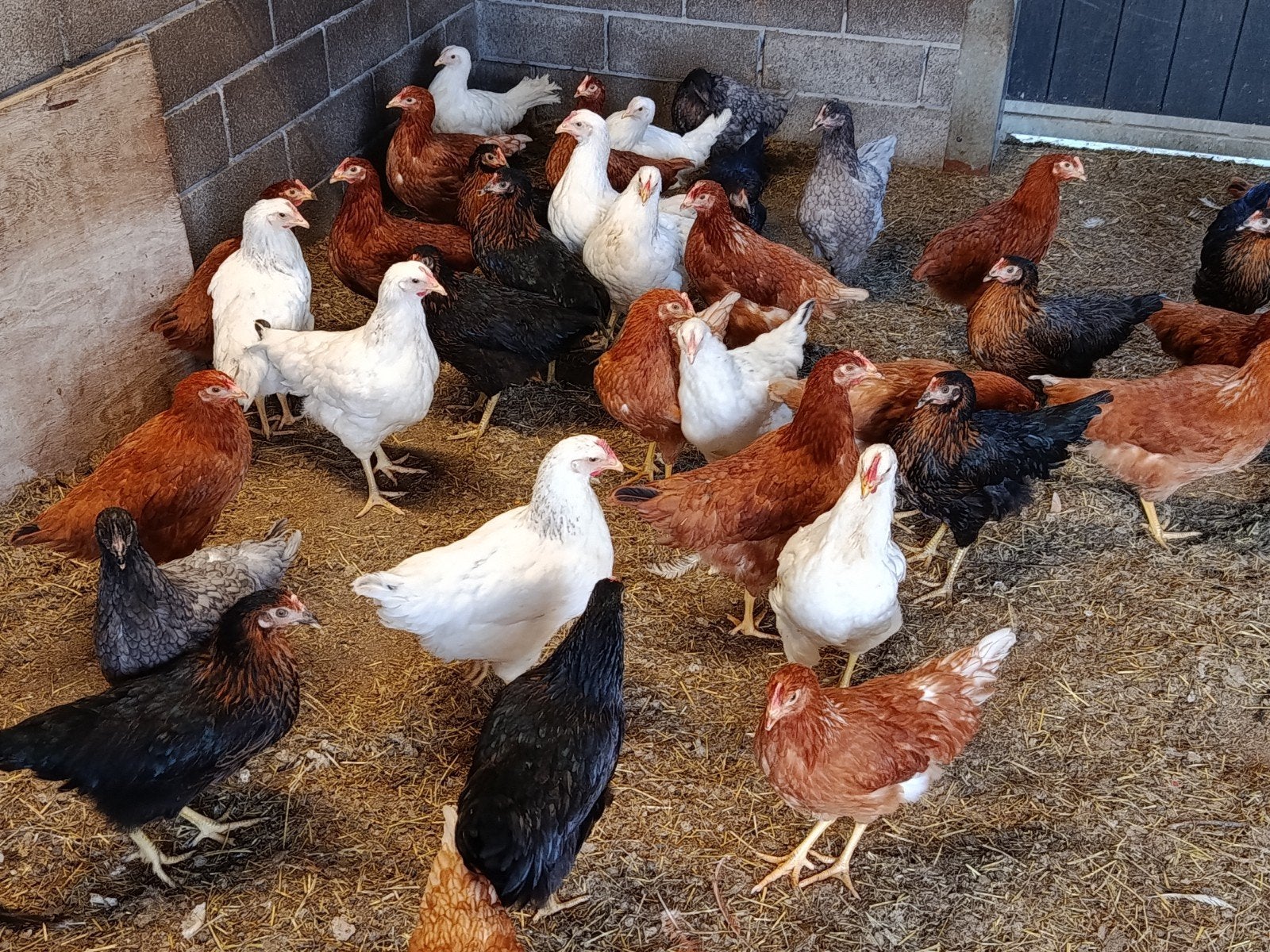 jonge legkippen promo, Dieren en Toebehoren, Pluimvee, Kip