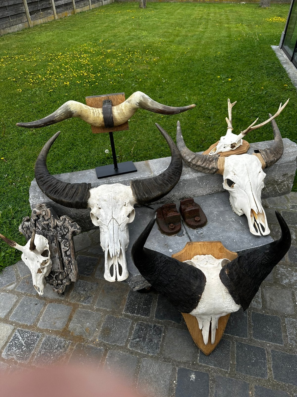 Dieren opgezette en schedels te koop, Ophalen