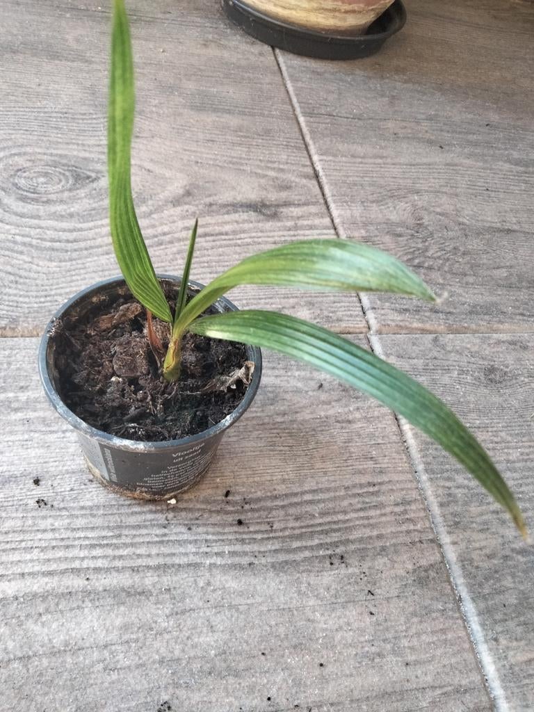 Chinese waaierpalm, Tuin en Terras, Ophalen