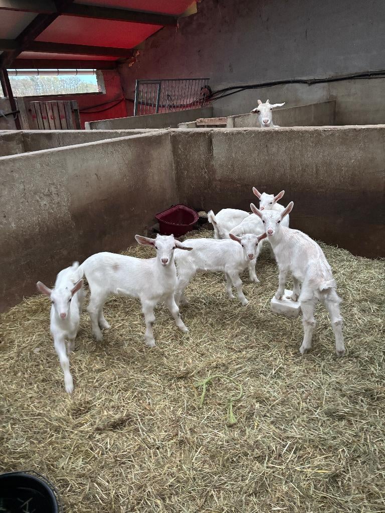 Geitjes te koop: Saanen en kruising nubisch, Meerdere dieren, Geit, 0 tot 2 jaar