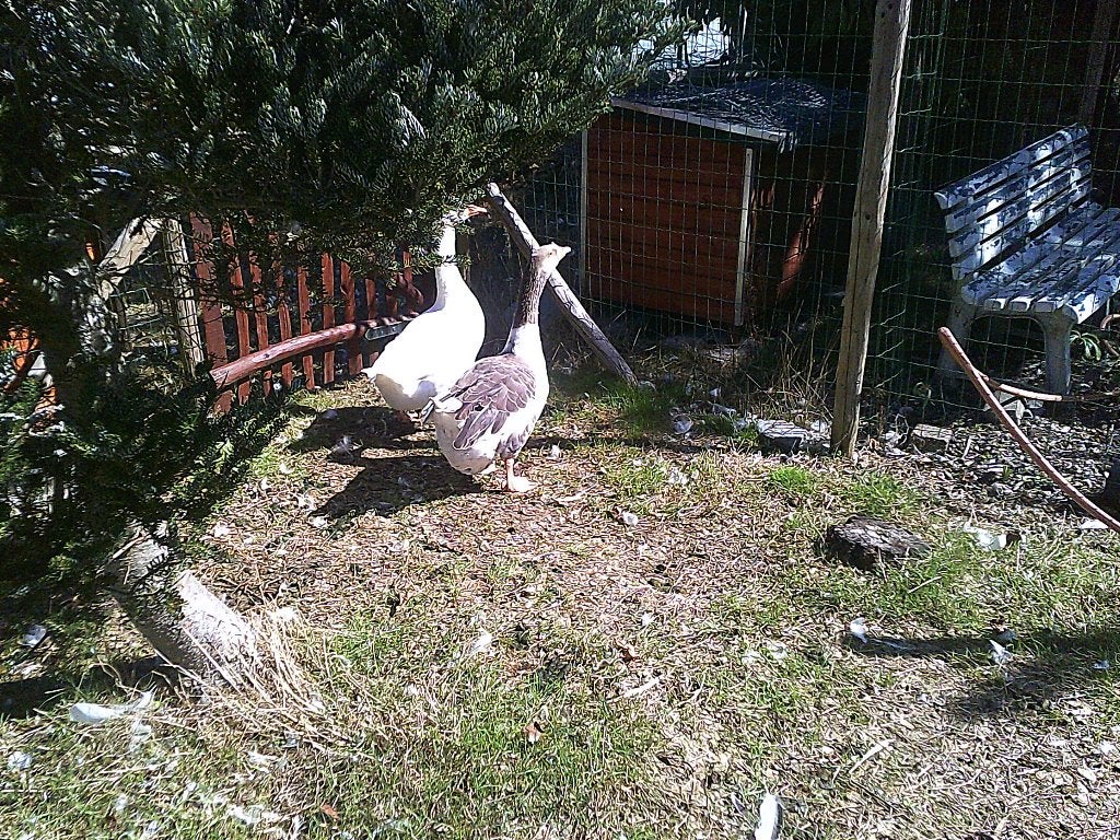 vlaamse gans, Mai, Femelle