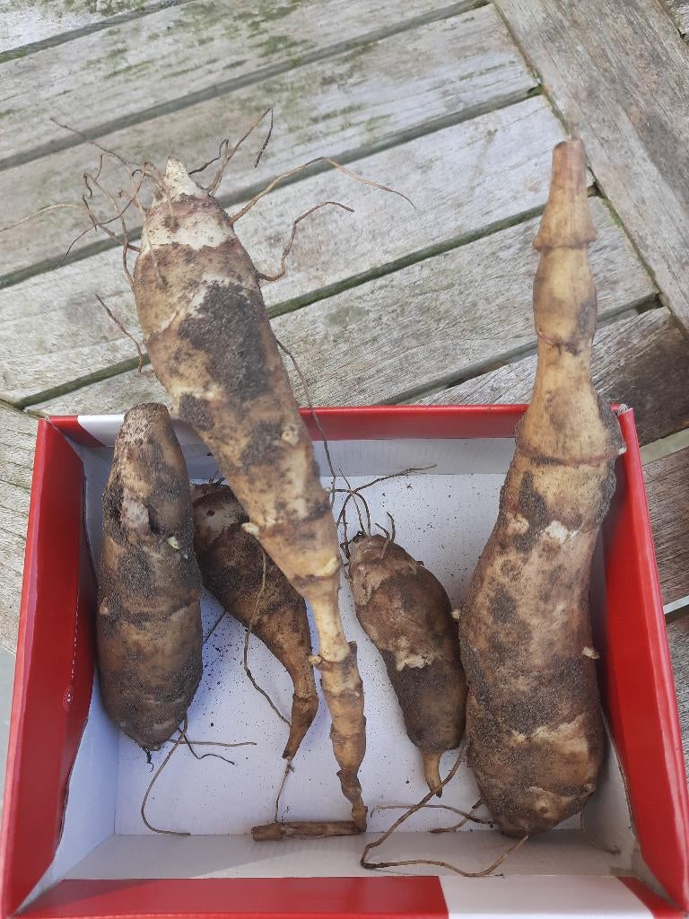 Canadese aardpeer om te planten in moestuin, Tuin en Terras, Ophalen of Verzenden