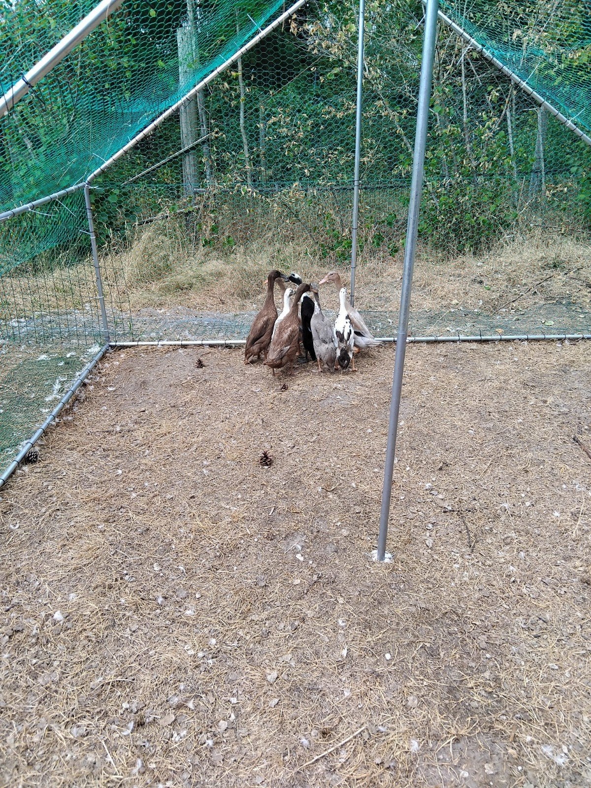 Canards qui courent indiens, Animaux & Accessoires, Volatiles, Plusieurs animaux, Canard