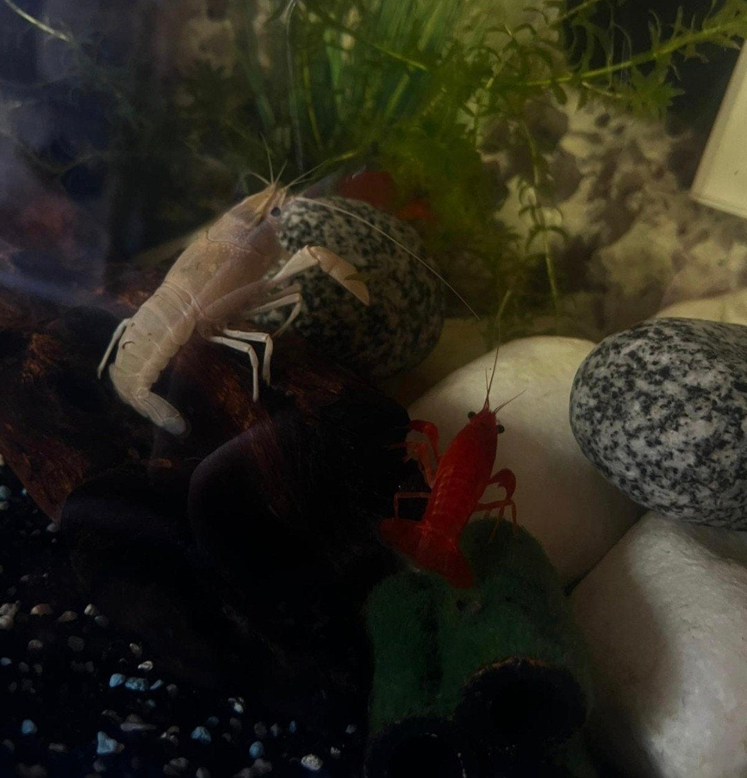 Kreeftjes, Dieren en Toebehoren, Kreeft, Krab of Garnaal, Zoetwatervis