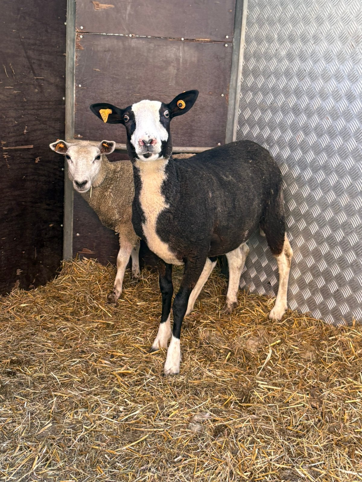 Jaarling ooien te koop, Dieren en Toebehoren, Schapen, Geiten en Varkens, Vrouwelijk, Schaap, 0 tot 2 jaar
