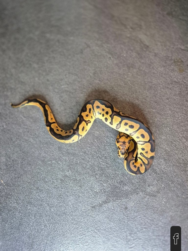 Python regius nc2026 Ball Python photo 10
