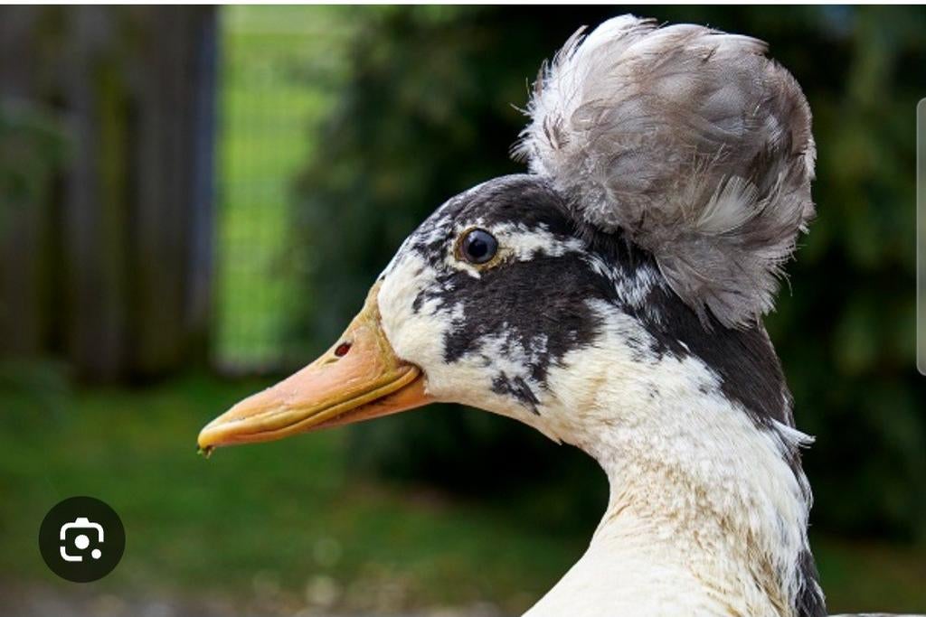 Broedeiren, Dieren en Toebehoren, Pluimvee, Geslacht onbekend, Eend