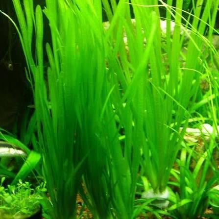 Valisneria aquariumplanten, Dieren en Toebehoren, Ophalen