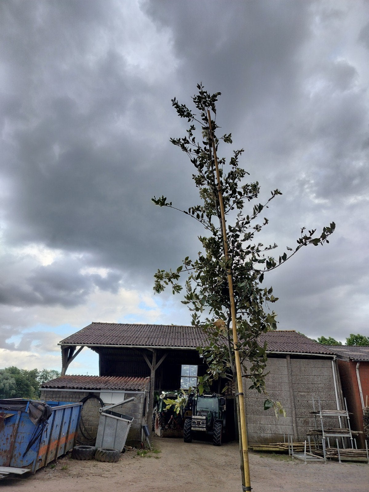 Quercus ilex, chêne vert, 12+ (pot), 185 euros, Jardin & Terrasse, Plantes | Arbres, Arbre à bulbes, 400 cm ou plus, En pot, Enlèvement ou Envoi