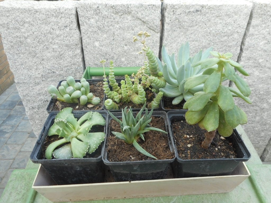 Planten, Tuin en Terras, Overige soorten, Vaste plant, Ophalen of Verzenden, Halfschaduw