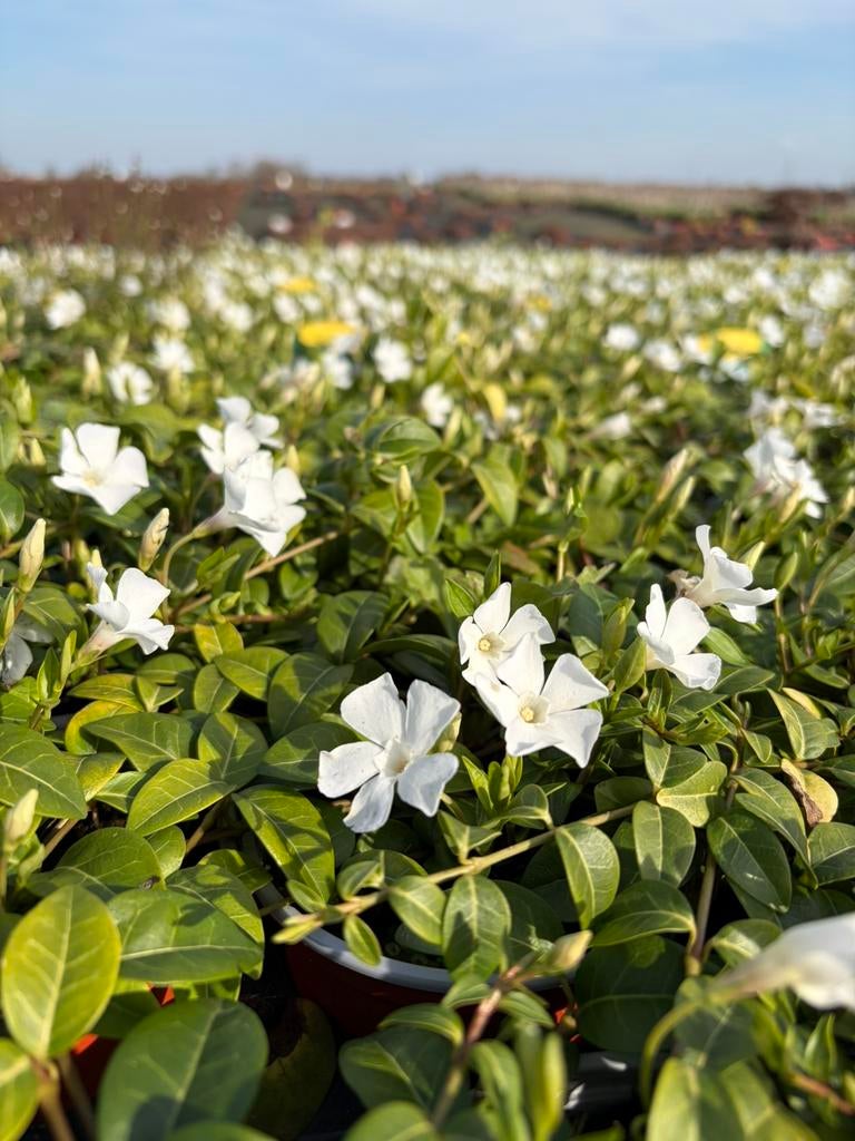 Witte vinca, Tuin en Terras, Planten | Tuinplanten, Ophalen