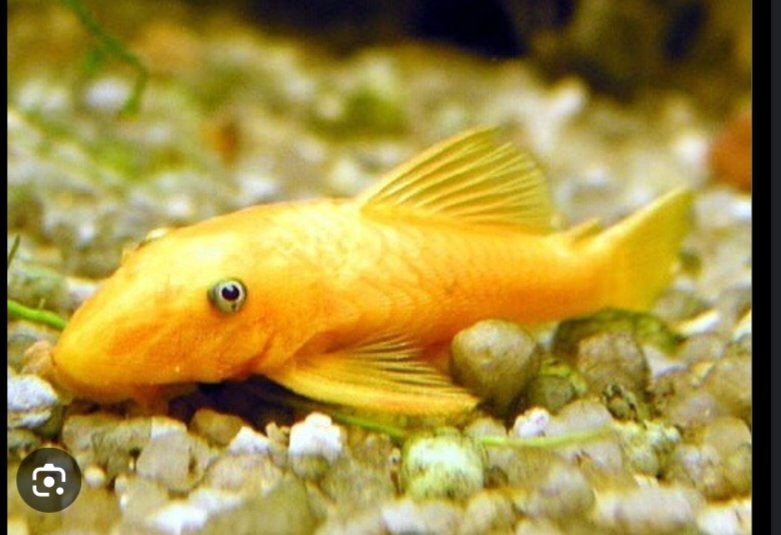 Gezocht ancistrus lemon l144 blue eye, Poisson, Poisson d'eau douce, Banc de poissons