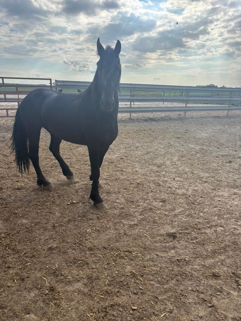 Étalon frison, Cheval de dressage, Vermifugé, 160 à 165 cm, Étalon