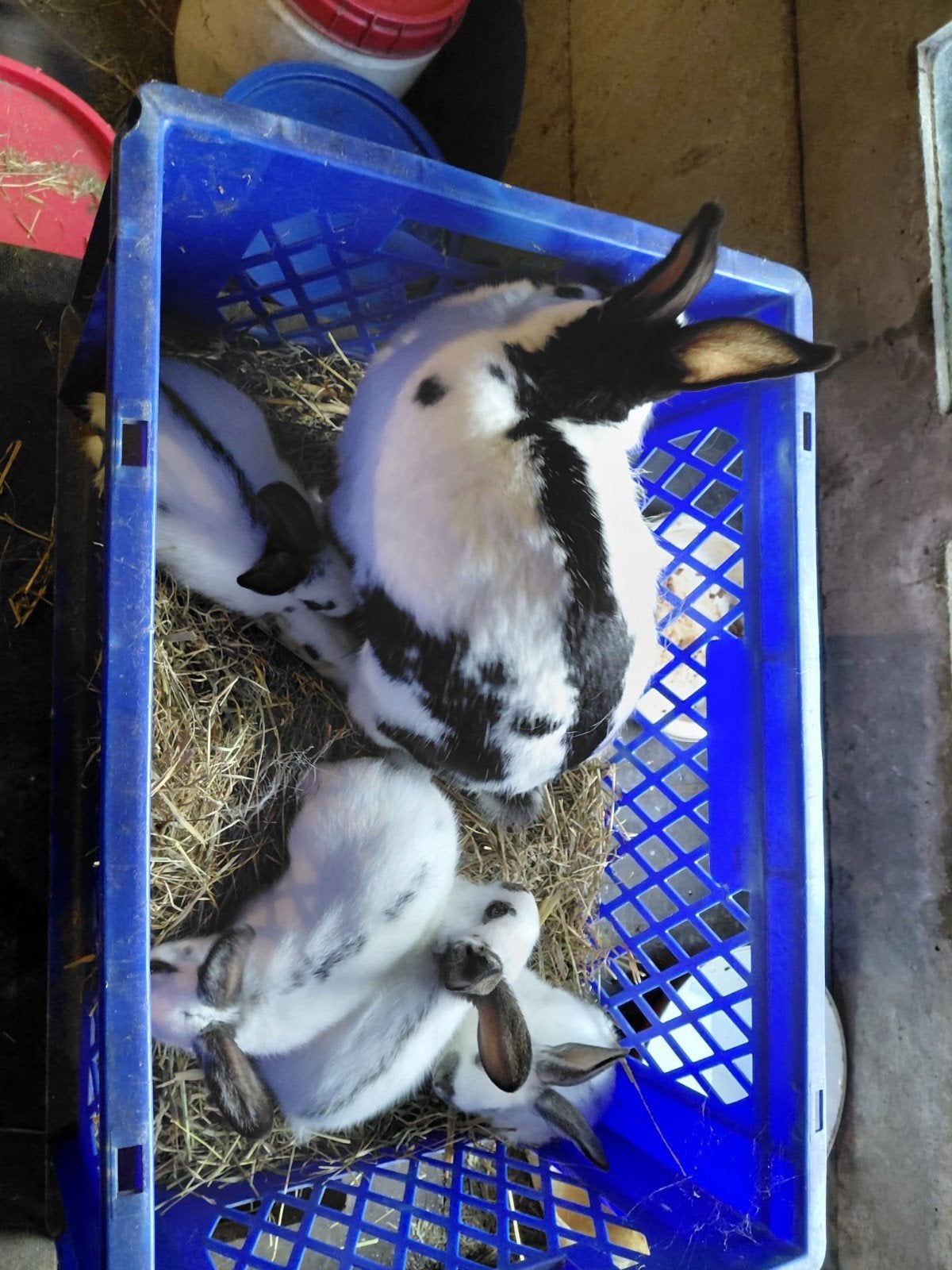 Vlinder konijnen, Dieren en Toebehoren, Konijnen