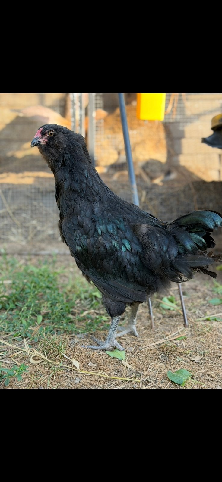 Raszuivere  Ameraucana haan, Dieren en Toebehoren, Pluimvee