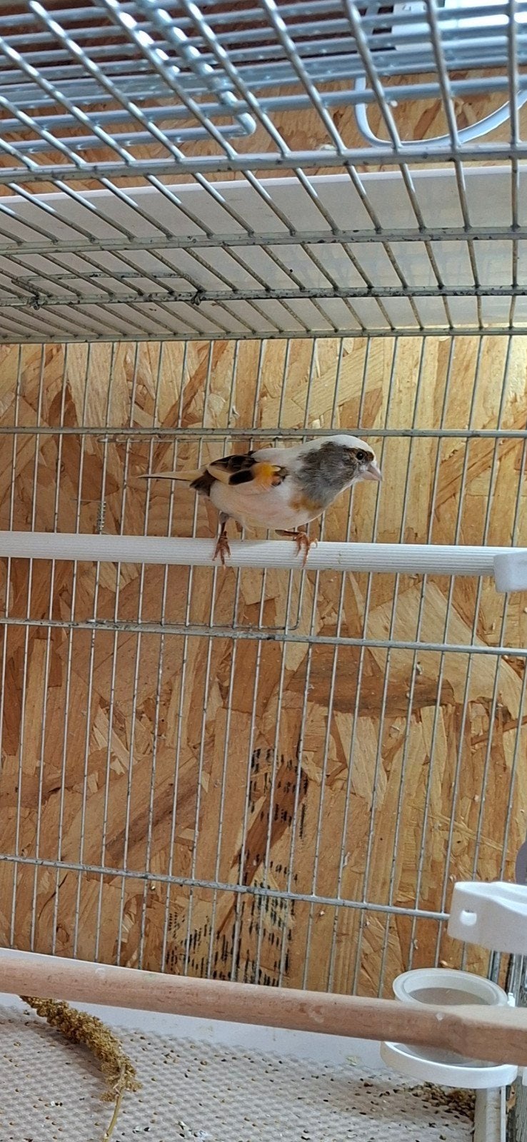 Harlekijnpopje, Dieren en Toebehoren