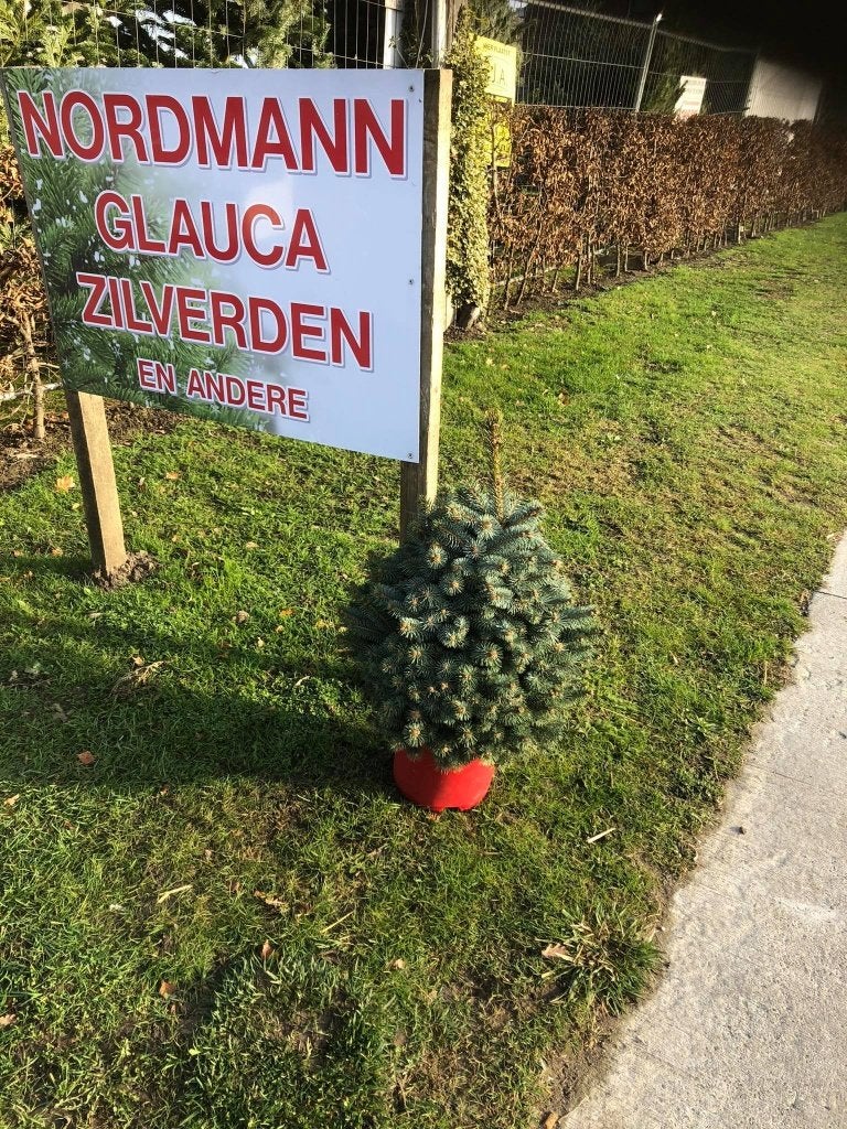 Kerstbomen verschillende soorten /maten/kwaliteiten, Tuin en Terras, Ophalen of Verzenden