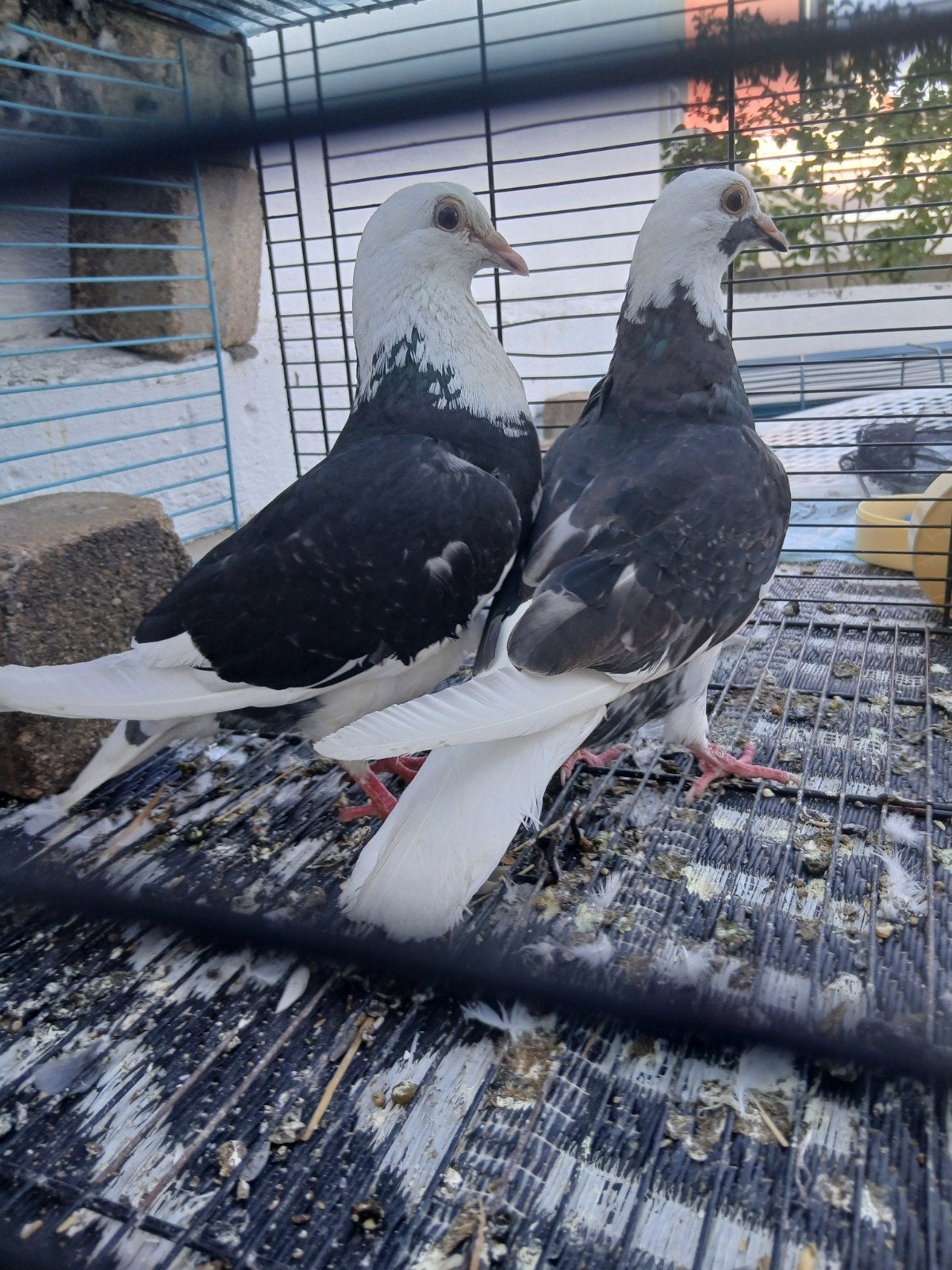Pauwstaart postduif kruising, Pigeon voyageur
