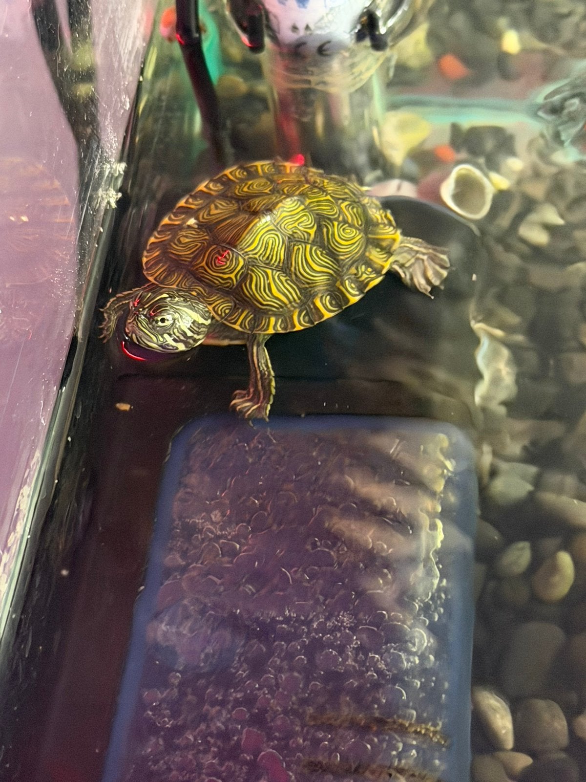 Bébé tortue,+ aquarium, Animaux & Accessoires, Reptiles & Amphibiens | Accessoires, Enlèvement, Comme neuf, Terrarium ou Paludarium