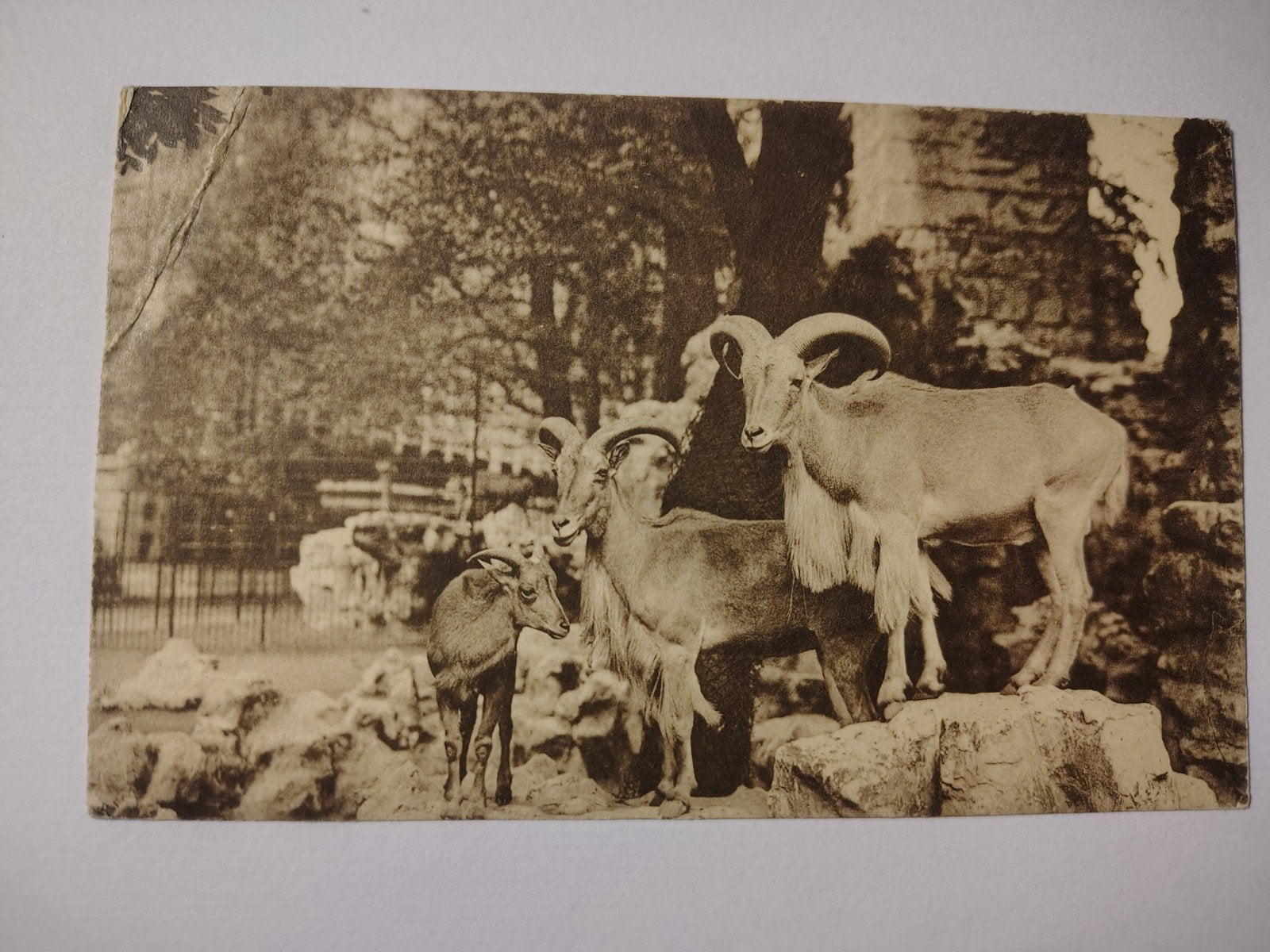 Zoo d'Anvers. Mouflons d'Afrique du Nord., Enlèvement ou Envoi, Anvers