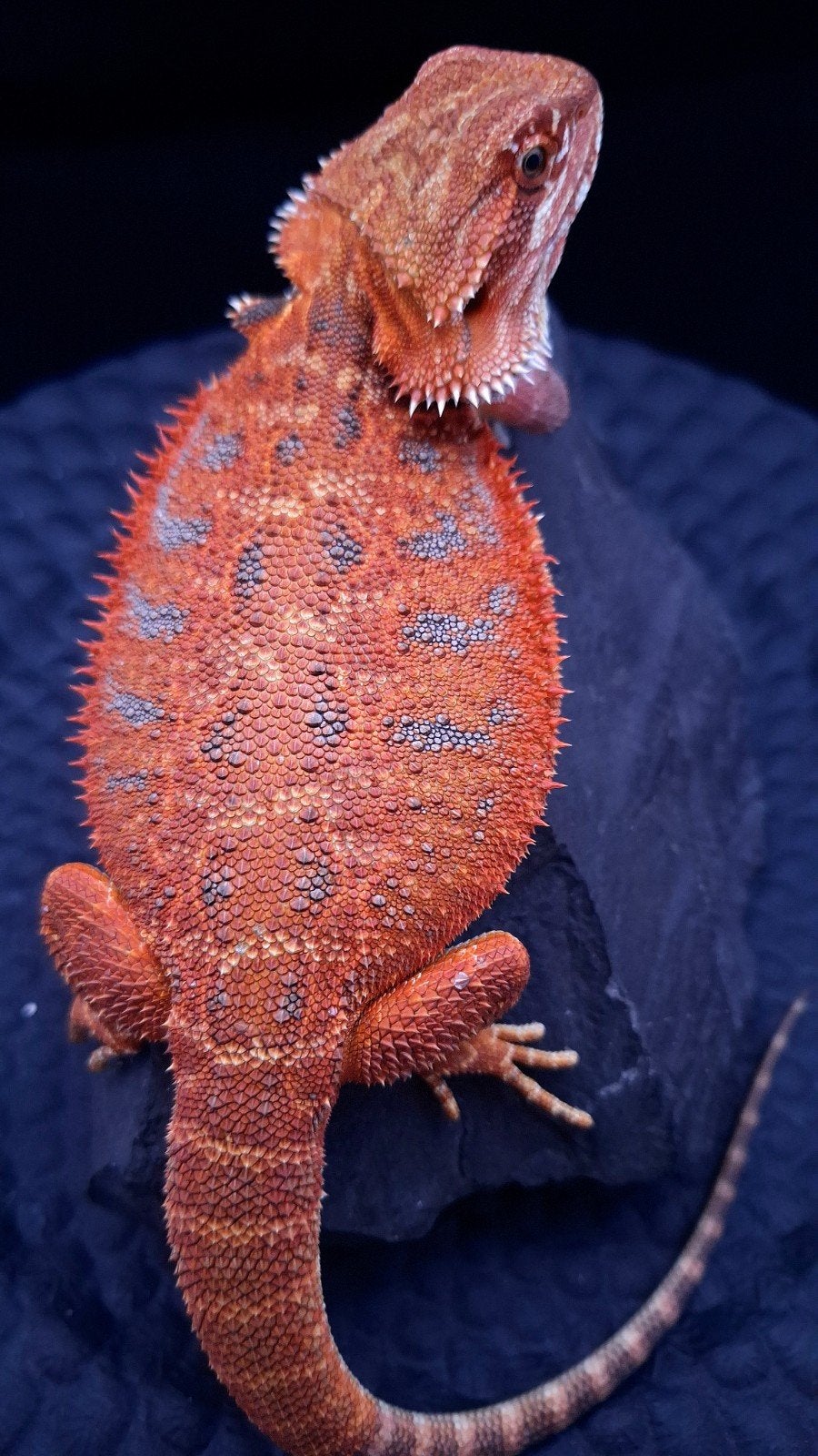 AANBIEDING!! 50% Red Monster Extreme Blue Tiger Vrouw, Dieren en Toebehoren, Reptielen en Amfibieën, Hagedis, 0 tot 2 jaar