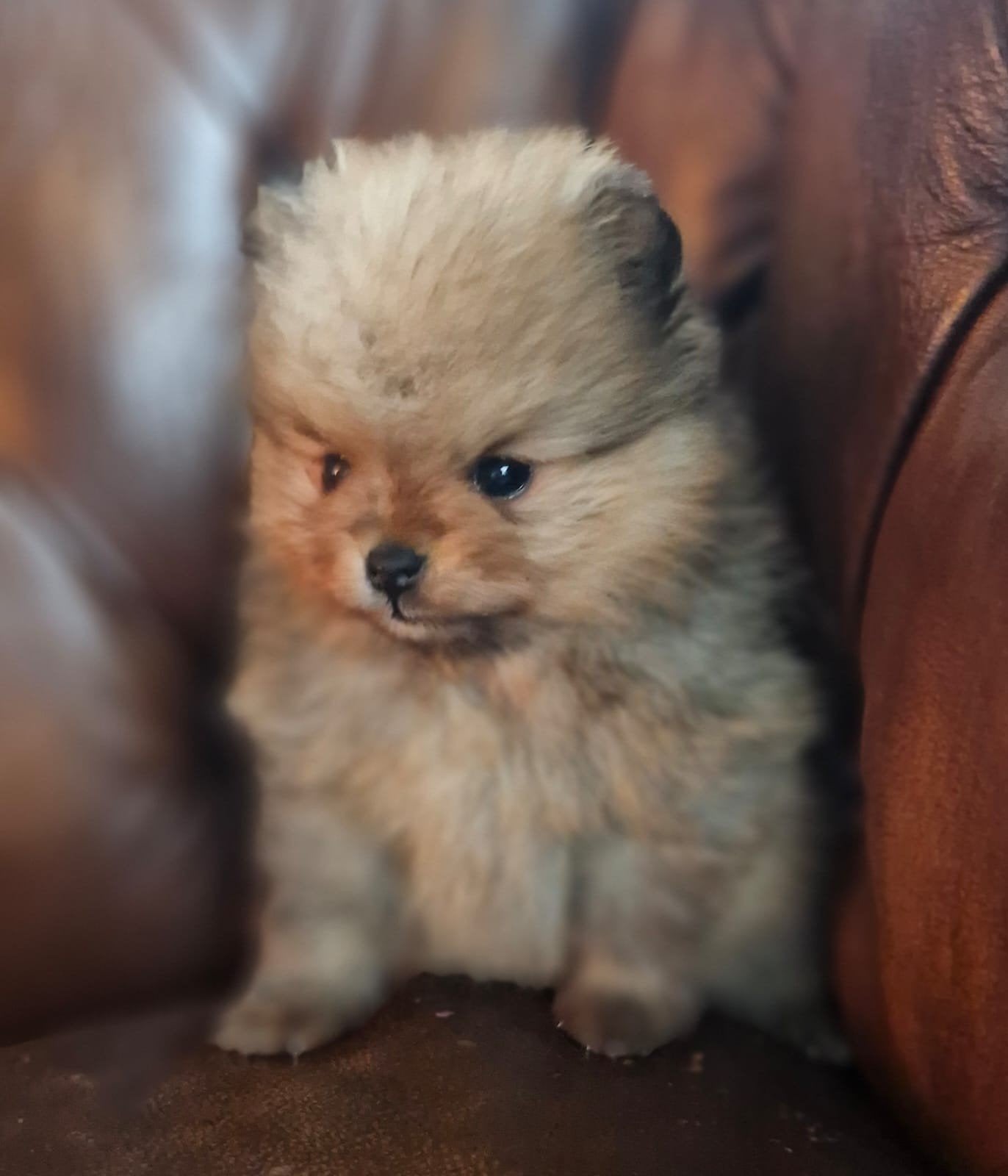 Pomeriaan puppie dwergkeesje pomeranian, Dieren en Toebehoren, België, Fokker | Hobbymatig, CDV (hondenziekte), 8 tot 15 weken