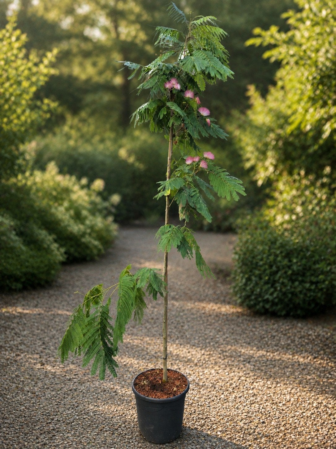 Perzische slaapboom geveerd - albizia Julibrissin, Tuin en Terras, Ophalen