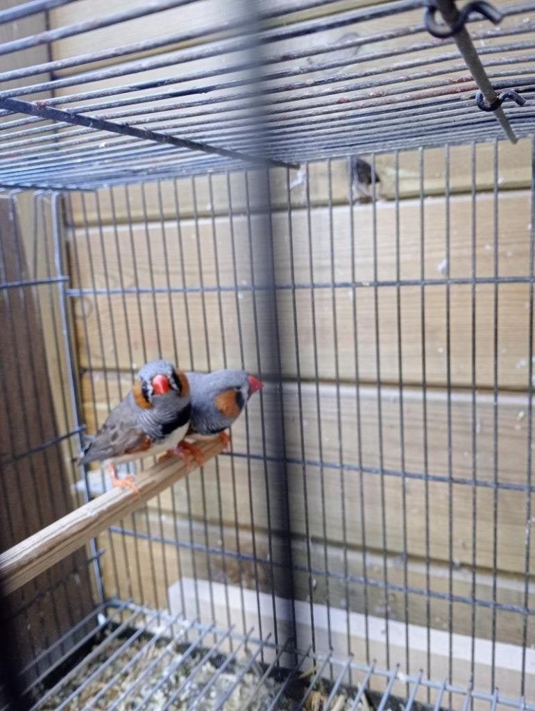 2 man +1 pop Grote zebravinken, Dieren en Toebehoren, Vogels | Overige Vogels, Meerdere dieren, Tropenvogel