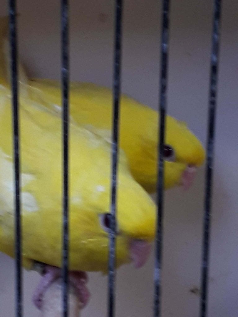 Catharina parkieten, Plusieurs animaux, Perruche, Bagué