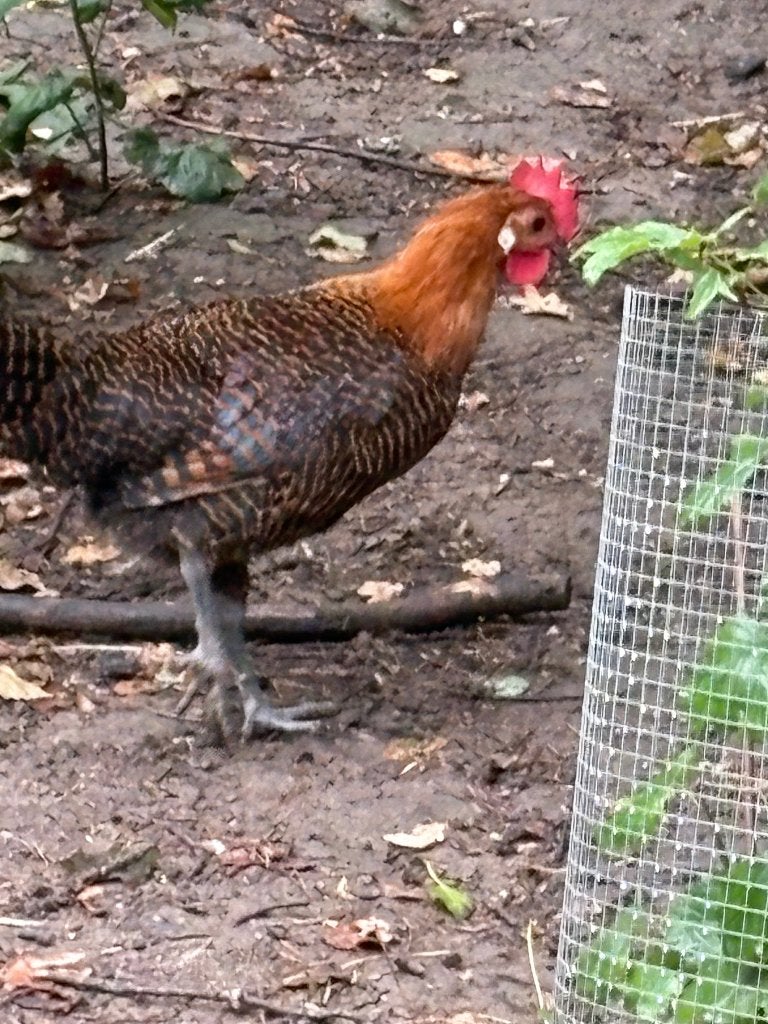 Goudbrakel haan jong, Animaux & Accessoires, Mâle, Poule ou poulet