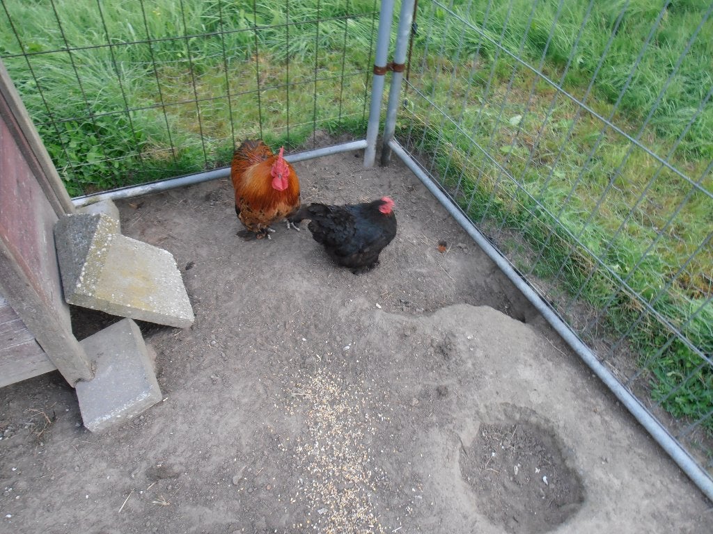 Cochin krielen. Haan en hen., Dieren en Toebehoren